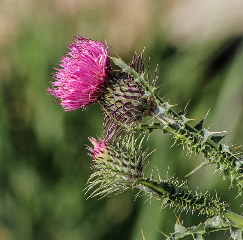 Mary Thistle